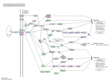 Kegg Pathway Fc Gamma R Mediated Phagocytosis Homo Sapiens Human