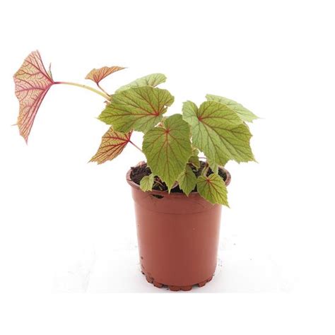 Begonia Grandis Pot Cm Mypalmshop