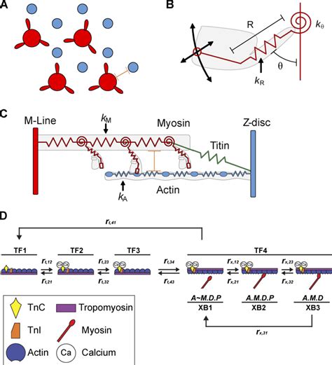 Sarcomere Model Is Based On Lattice Geometry Filament Compliance And Download Scientific