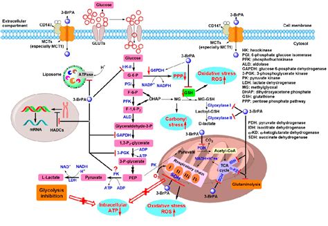 Figure 5 From Tumor Energy Metabolism And Potential Of 3 Bromopyruvate As An Inhibitor Of