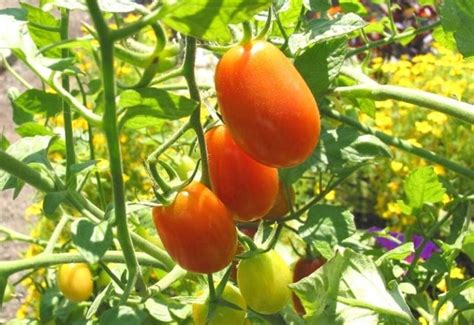 Growing Roma Tomatoes From Planting To Harvest Gardening Chores