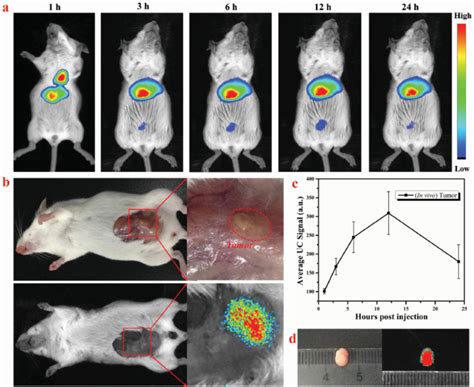 A In Vivo Uc Optical Bioimaging Of Hela Tumor Bearing Mouse After