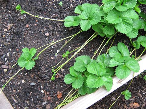 strawberry runners - GoodStuffAtHome