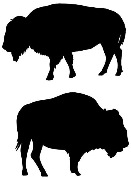 Buffalo Outline Silhouette Illustrations Royalty Free Vector Graphics