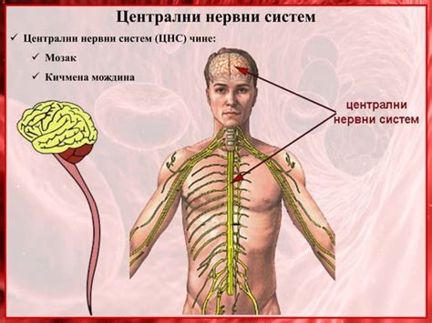 16 Centralni Nervni Sistem Centralna Sinapsa PPT