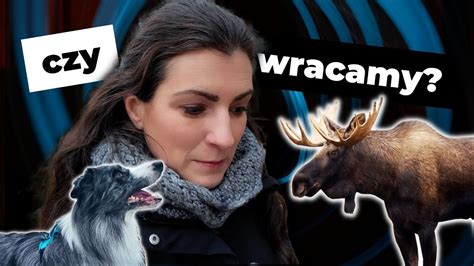 Czy wracamy Łoś kontra Border Collie jak to się skończyło YouTube