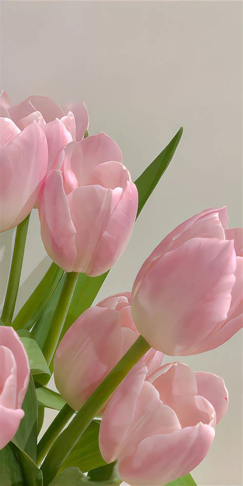 Pink Tulips Are In A Vase With Green Stems