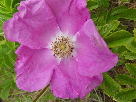 blühende Kartoffelrose Kartoffel Rose Rosa rugosa c Al Flickr