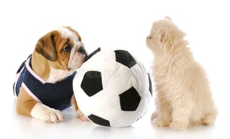 Puppy and Kitten Playing Together Stock Photo - Image of ball, long: 16540126