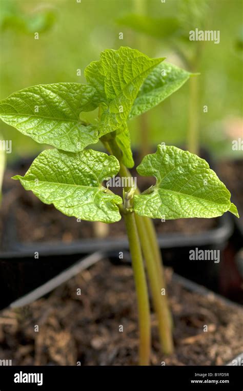 Close Up Of Young Green Bean Beans Vegetable Seedlings Seedling Plant