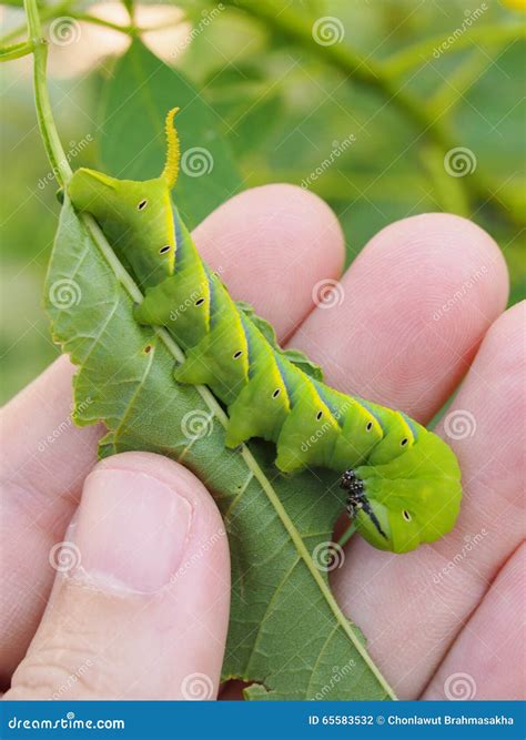 Gusano Verde Lindo De La Larva De La Oruga En Naturaleza Foto De