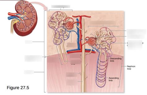 Two Types Of Nephrons Diagram Quizlet