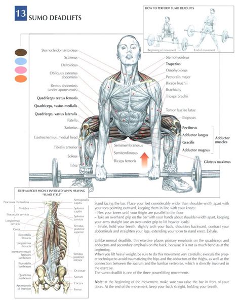 Le Soulev De Terre Ou Deadlift Musclesenmetal Is