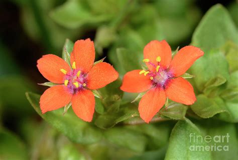 Scarlet Pimpernel Anagallis Arvensis Flowers Photograph By Nigel