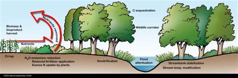 Riparian Buffers Agroforestry For Any Property Uw Madison Extension