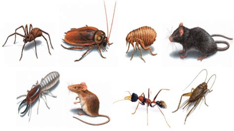 Pests Guide Pest Guard Limited