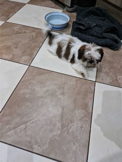 Shih Tzu Szczeniak Suczka Barlinek OLX Pl