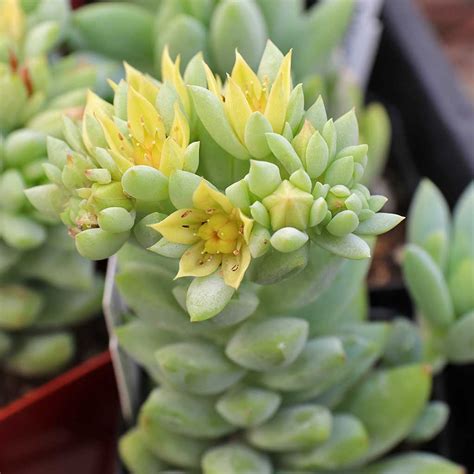 Sedeveria Harry Butterfield Super Donkey Tail Mcg™