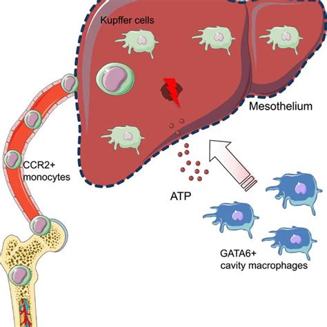 Focal Necrotic Liver Injury Kupffer Cells Are Sessile Resident