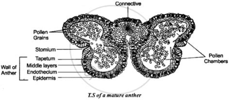 Draw A Labelled Diagram Of The T S Of A Mature Anther Biology