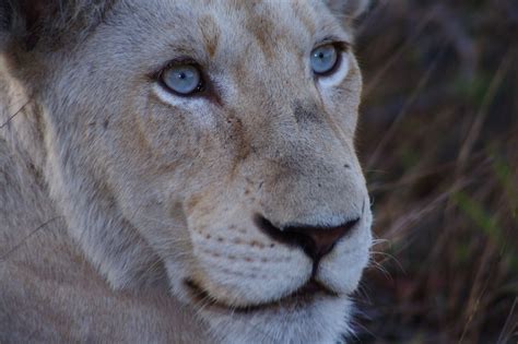 White Lioness. The Global White Lion Protection Trust is a South ...