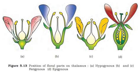 Morphology Of Flowering Plants Mcq Biology Class 11 Studdy