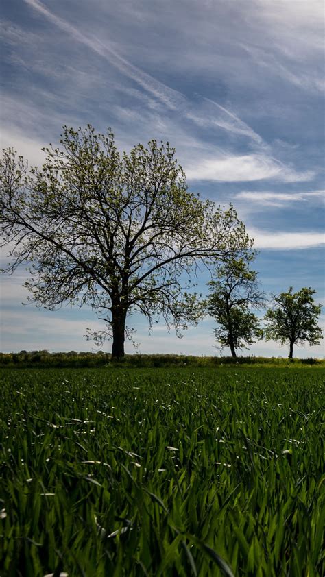 Green Grass Field Landscape View Of Trees Under White Clouds Blue Sky