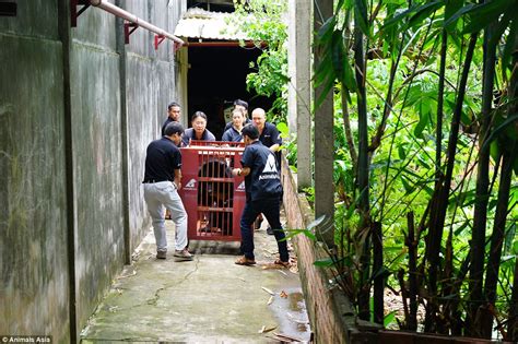 Five Moon Bears Freed After More Than Twenty Years Trapped In Cages At