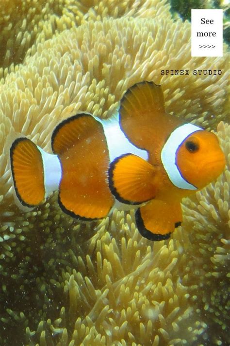 Sea Creatures Clown Fish Underwater Wallpaper Mandarin Fish Deep