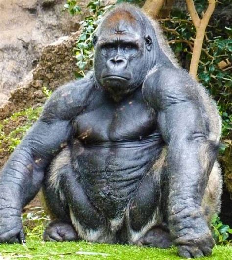 Silver Back Gorilla Muscular Guy I Can Say Gorillas Art