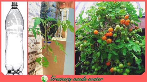 Easy Way To Grow Tomato Plants In Plastic Hanging Bottle At Summer