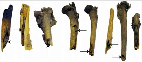 Examples Of Long Bone Fragments Left Femur Center Humerus Right