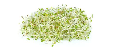 The Health Benefits Of Alfalfa Sprouts Very Simple And Healthy