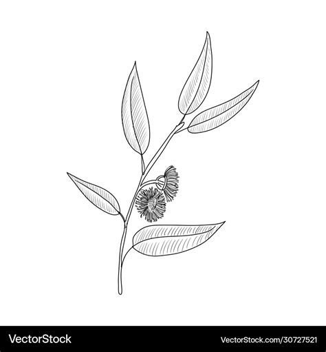 Drawing eucalyptus Royalty Free Vector Image - VectorStock