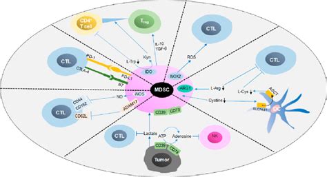 Immunosuppressive Mechanisms Of MDSCs In Cancer This Figure Shows That