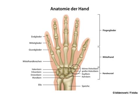 Arthrose Im Handgelenk Dr Med G Nther Riedel