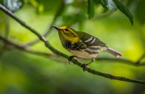 All Warblers In Canada Id Song Season Guide