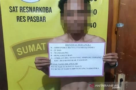 Dari Laporan Masyarakat Polisi Tangkap Pengedar Ganja Di Talamau