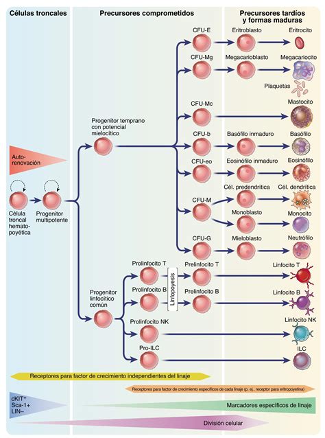 Hematopoyesis Claves De La Generación De Todas Las Células Sanguíneas