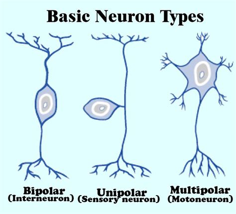 State The Different Types Of Neurons Explain Their Functions