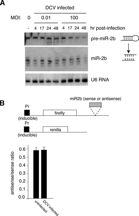 The Rna Silencing Endonuclease Argonaute 2 Mediates Specific Antiviral