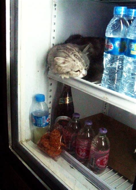 Fridge Cat At Papaya Phi Phi Islands Dont Worry It Sits In There To Keep Cool Dasani Bottle