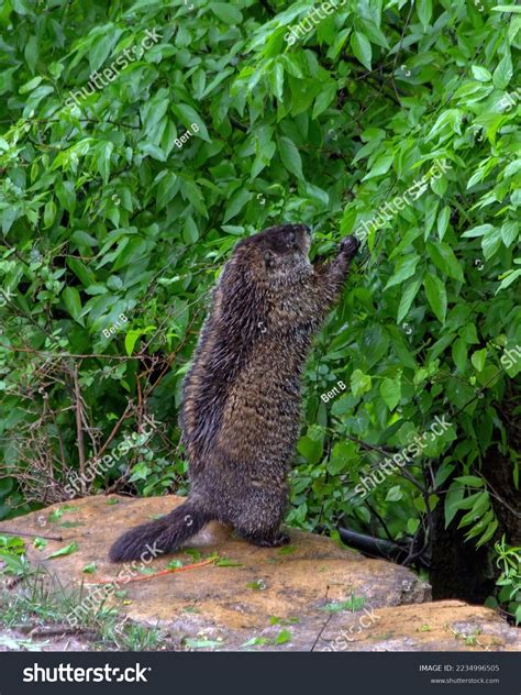 Female Groundhog Stretches Eat Lowhanging Fruit Stock Photo 2234996505 | Shutterstock