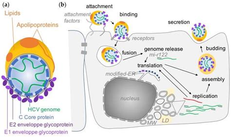 Viruses Free Full Text Overview Of Hcv Life Cycle With A Special