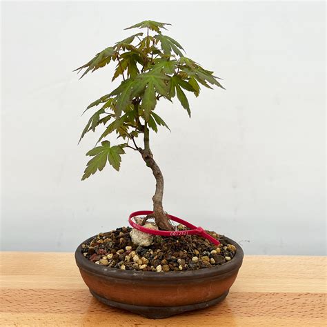 Japanese Maple Bonsai Tree (No. 12521) at BonsaiOutlet.com