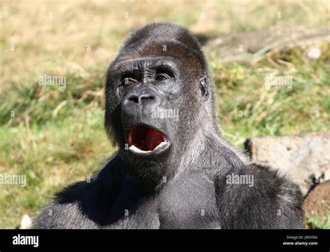 Funny Gorilla Faces