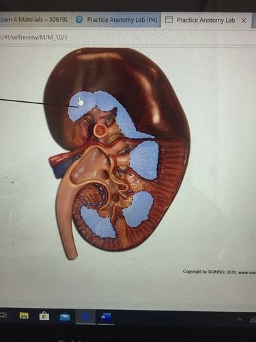 Urinary System Lab Practical Flashcards Quizlet