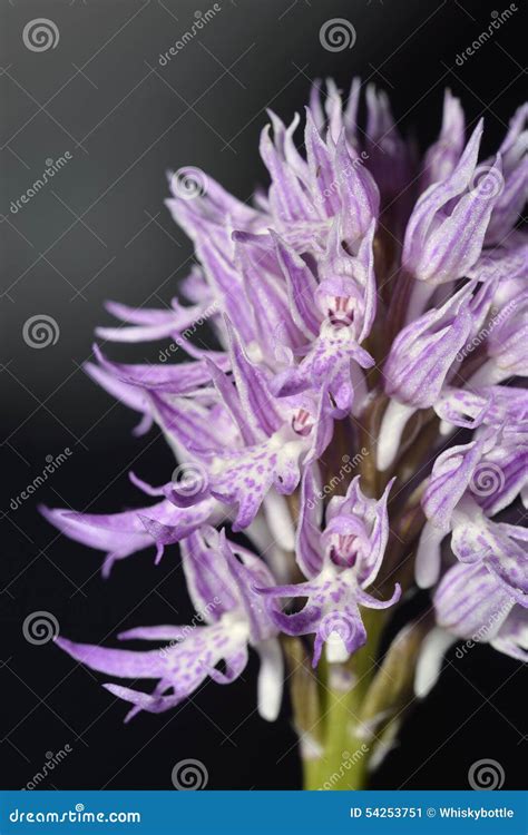 Naked Man Orchid Stock Image Image Of Summer Wildflower