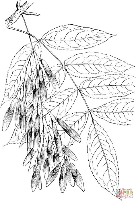 Ash Tree Drawing at GetDrawings | Free download