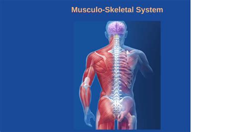 Edexcel Musculo Skeletal System By Emma Mulhern